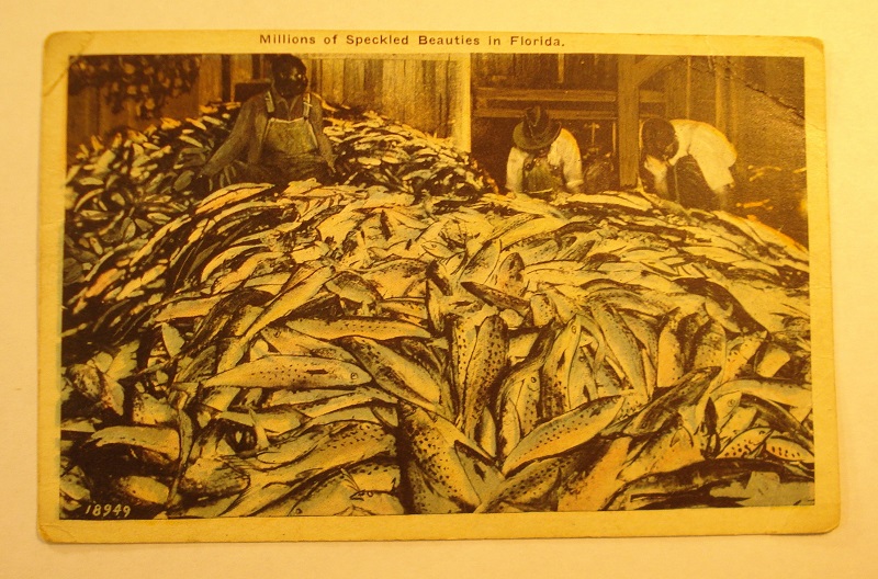 postcard florida fish pile.jpg
