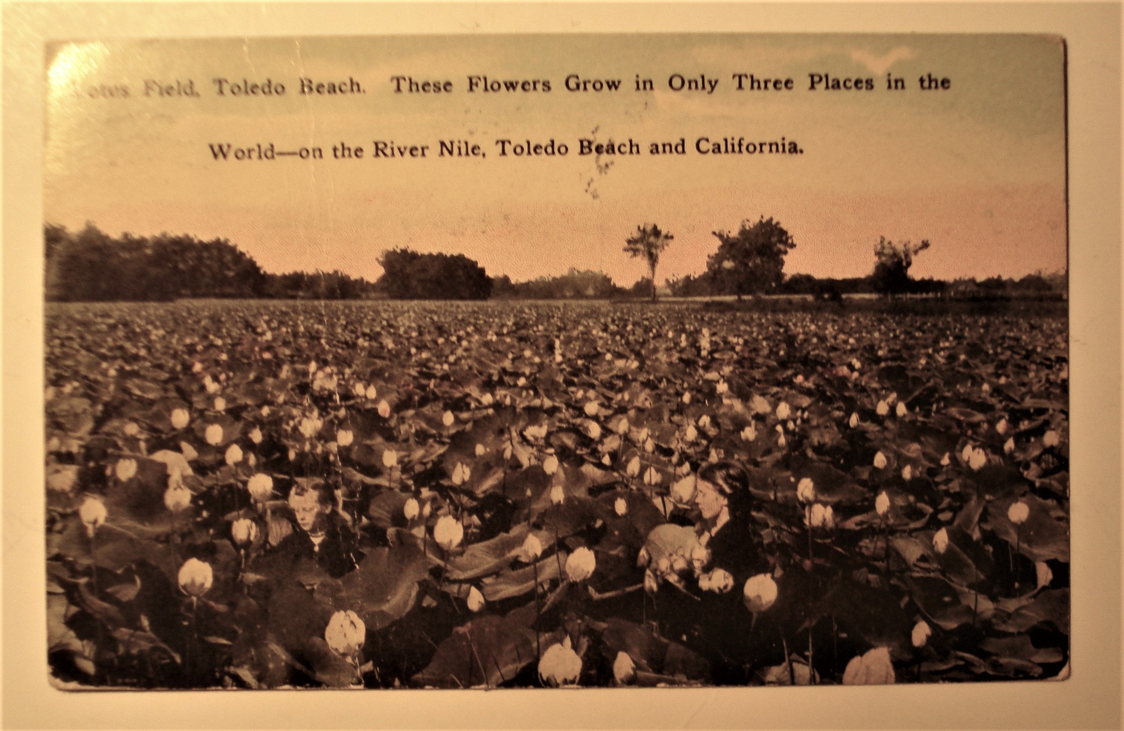 postcard Lotus Field.jpg