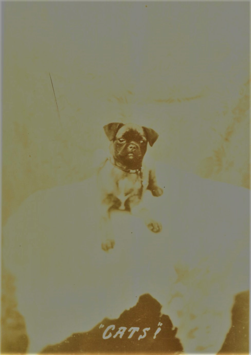 Postcard Pug .jpg