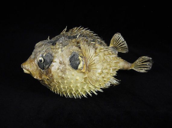 puffer fish.jpg