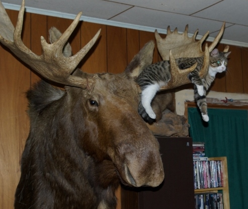 Pug & Moose (2).jpg