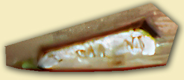 PUNCH-2_50x copy.jpg