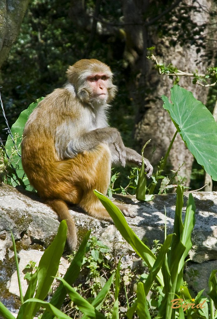 rhesus monkey with sideburns.jpg