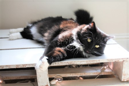 Rocky the feral cat.jpeg