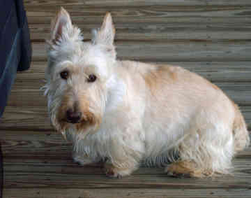 scottish-terrier-0053.jpg