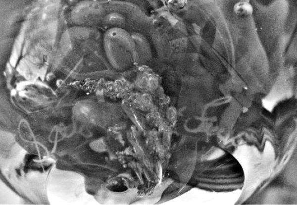 sig on paperweight.JPG