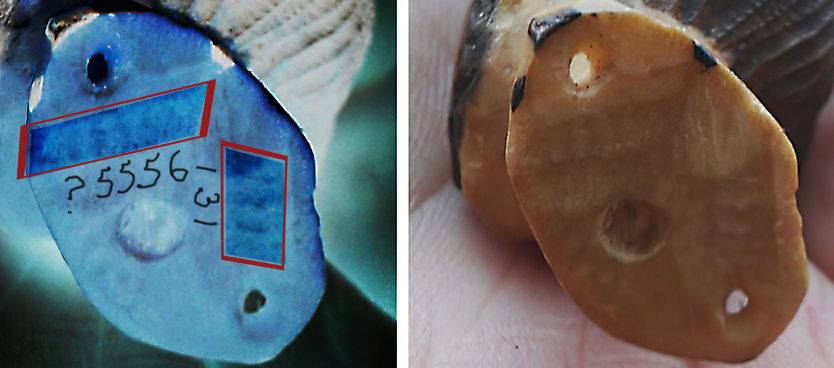 SMALL CARVED HEADTEST-2.jpg