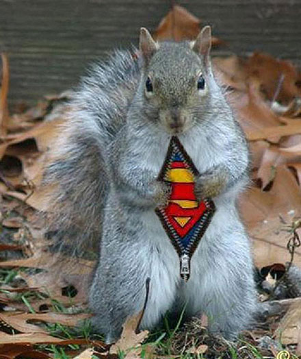 Sugar%20Bush%20Squirrel%20Italian%20Suit%20(2).jpg