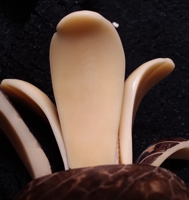 Tagua nut birds - 2 (605x640).jpg