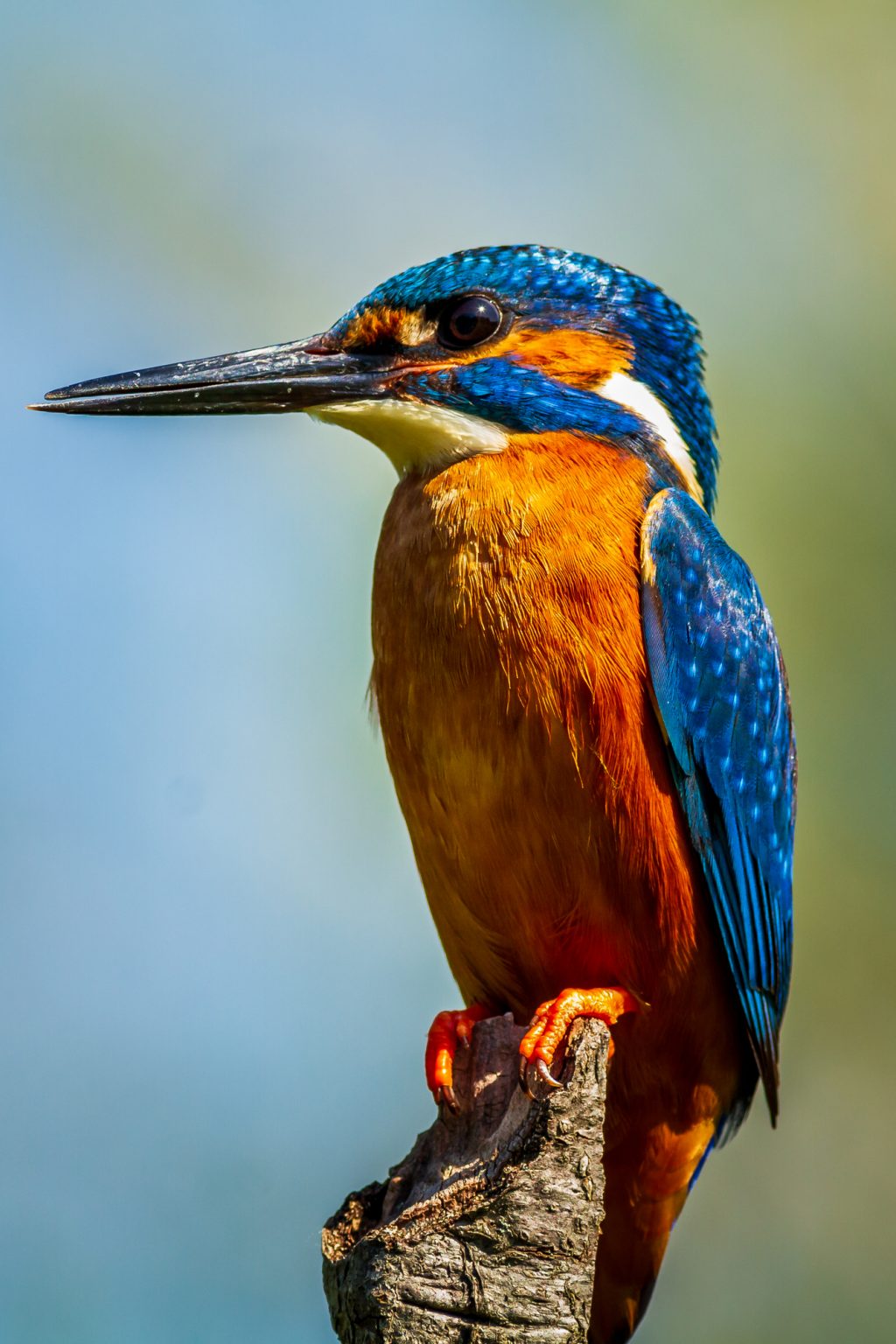 The-Ultimate-Guide-To-Kingfishers-Everything-You-Need-To-Know-5-1024x1536.jpg