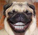 TINY PUG SMILY.jpg