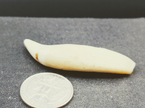 tooth 2.jpg