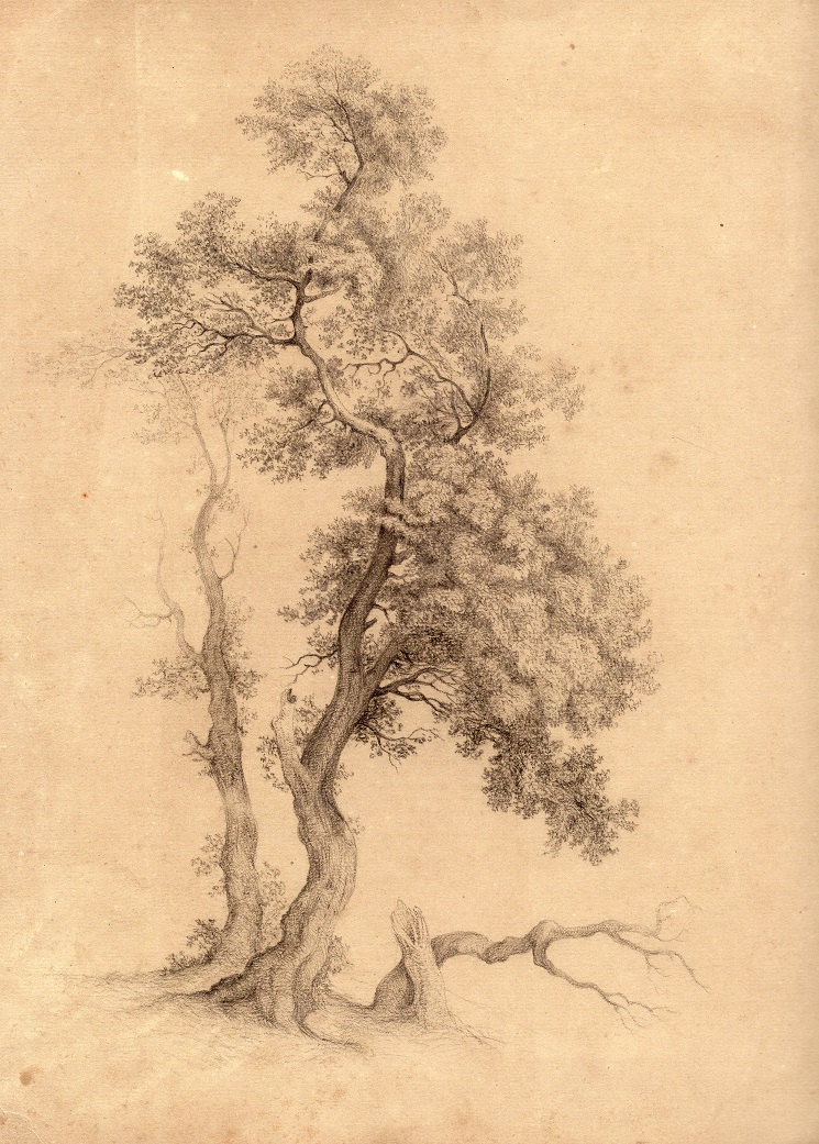 Tree drawing.jpg