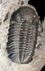 Trilobite.jpg