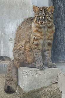 Tsushima_Cat_001.jpg