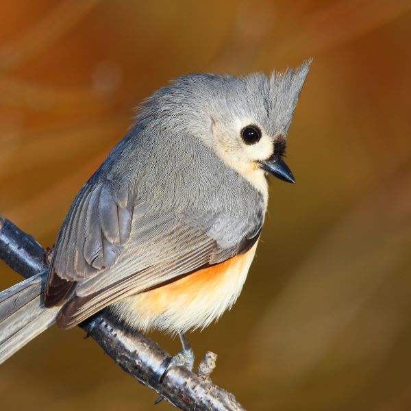 tufted titmouse.jpg