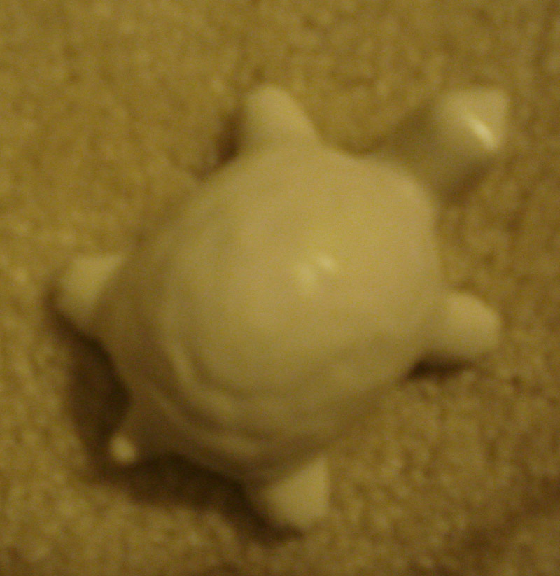 turtle 1.jpg