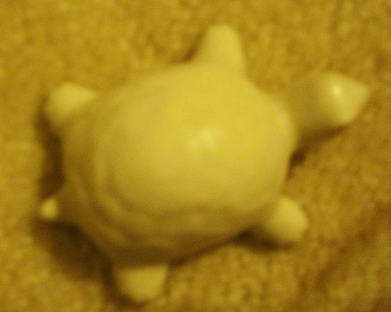 turtle 3.jpg