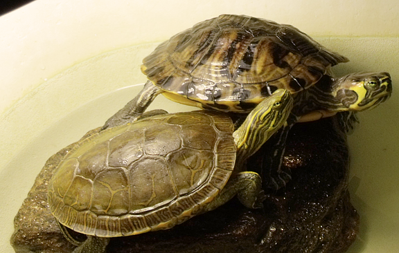 Turtles_7_13_15.png