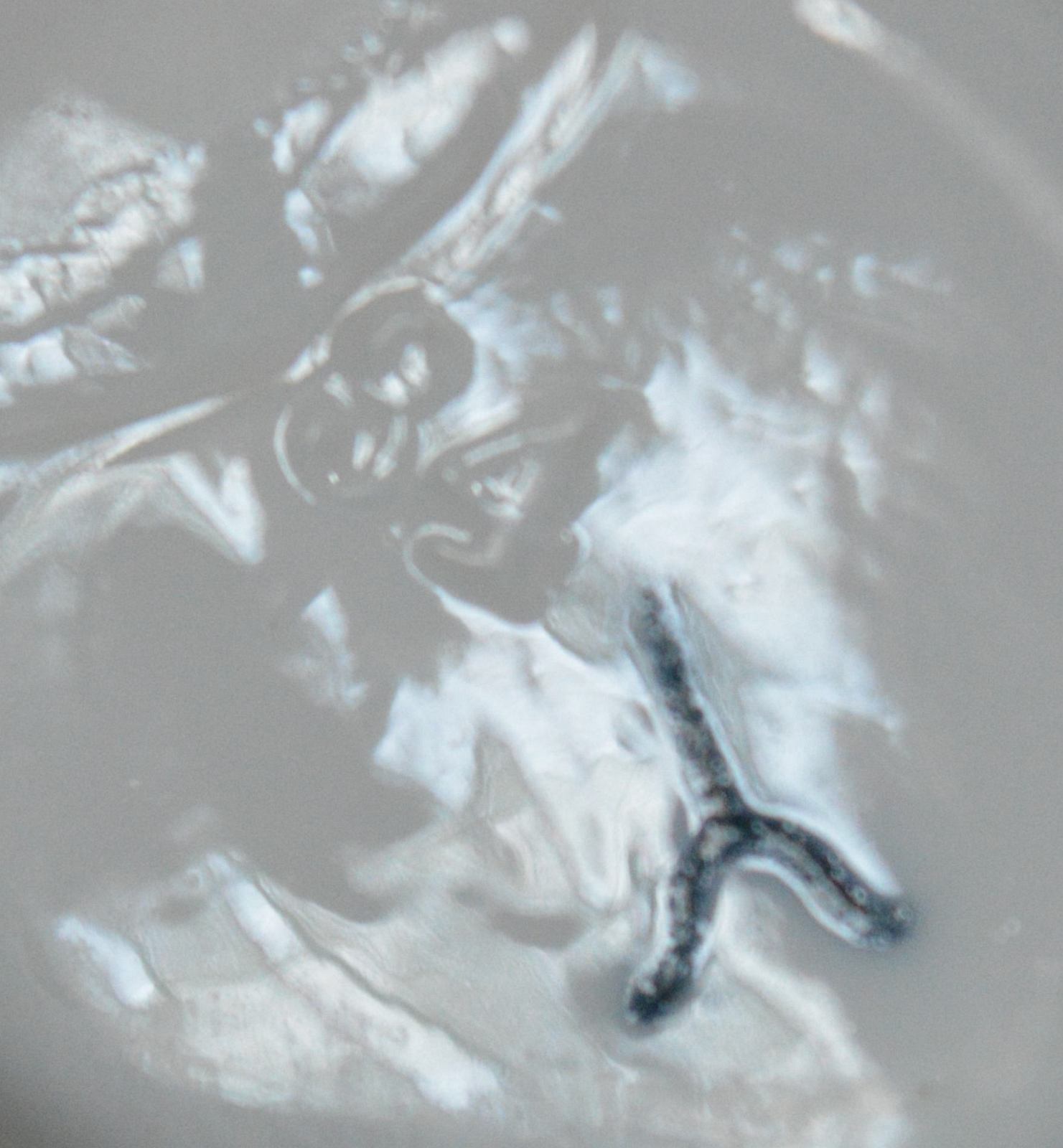 Unidentified porcelain9.jpg