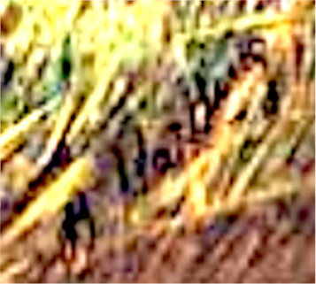 upload_2025-8-17_0-26-23.png