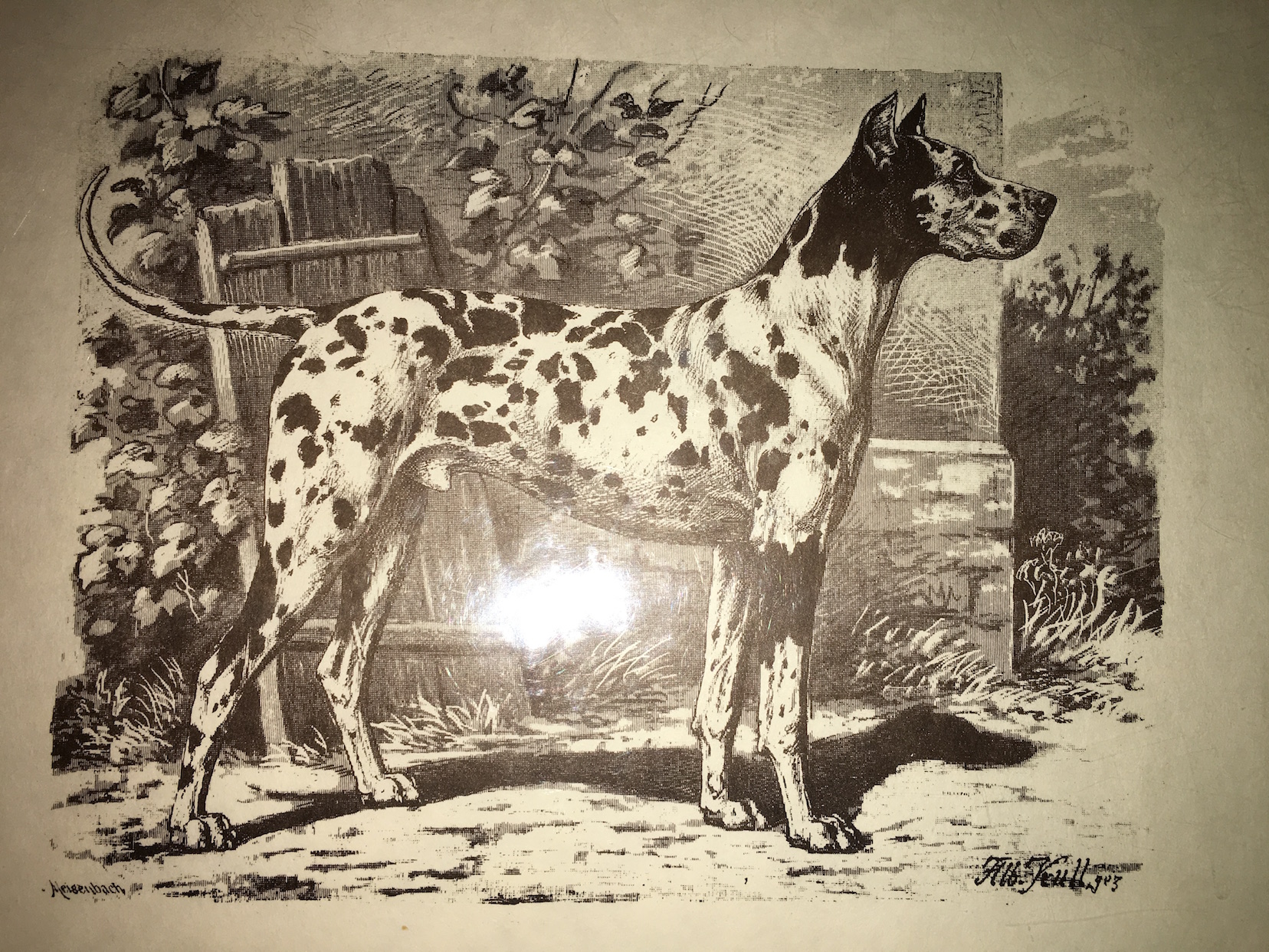Vintage Harlequin Great Dane Postcard.JPG