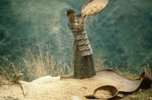 Winnowing_Barley.jpg