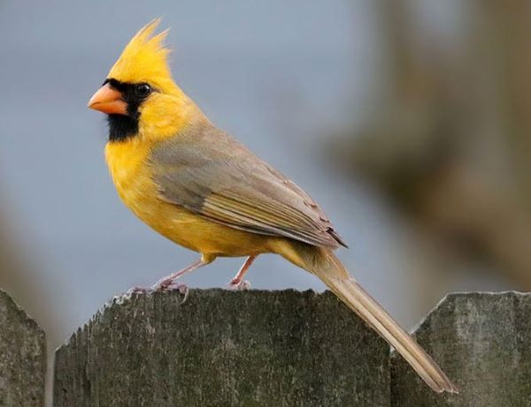 yellow cardinal re.jpg