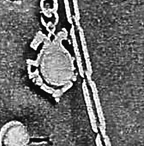 zWatch Fob Accessorieaaa.jpg