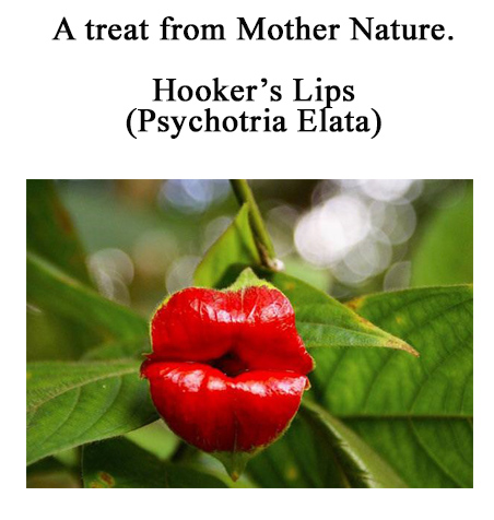 ZZZZZZ MOTH NTRE 1.jpg