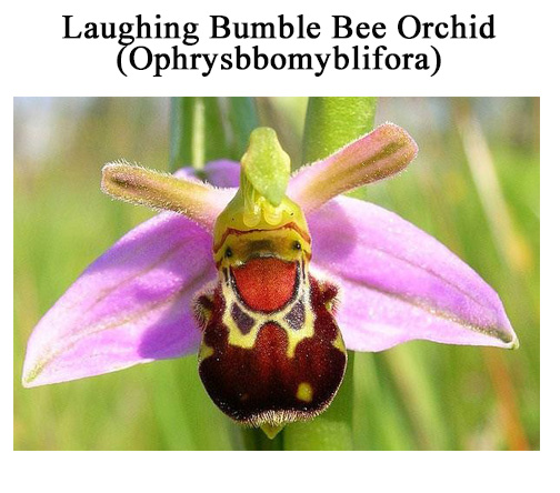 ZZZZZZ MOTHR NTRE3.jpg