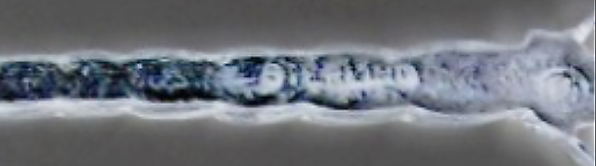 ZZZZZZZ DRAGONFLY GOT AWAY.jpg