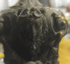 2016-08-03_11-06-24.gif