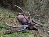 Sambar stag antlers - diagram.jpg