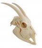 goat skull 2 small.jpg