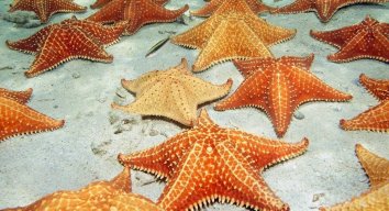 starfish