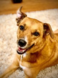 Robert Frederick Lehmann