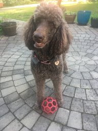Poodlemama