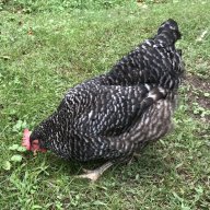 The Collector Chicken