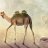 Angry Camel