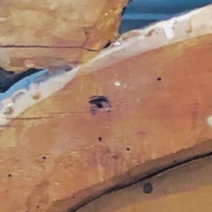 Shank hole