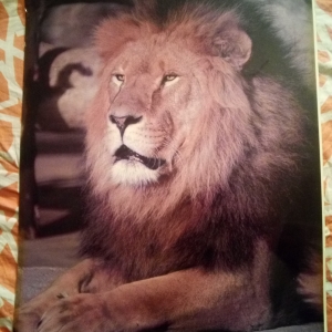 The king