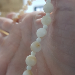 Is this coral
