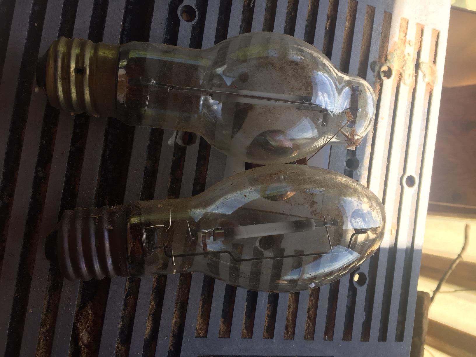 bulbs