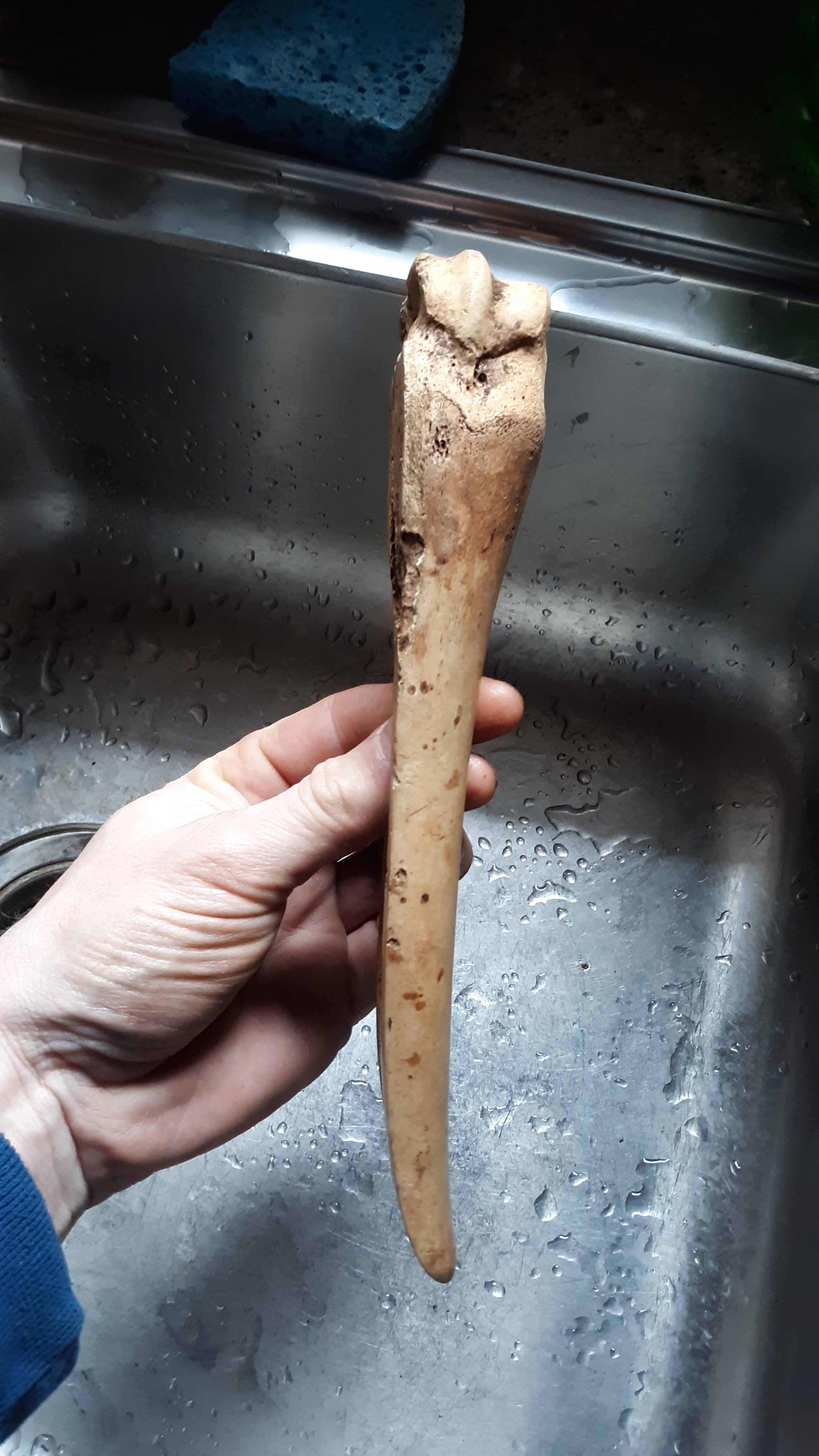 Carved bone